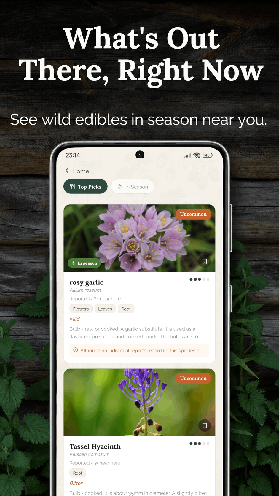 Forage — wild edibles in season near you